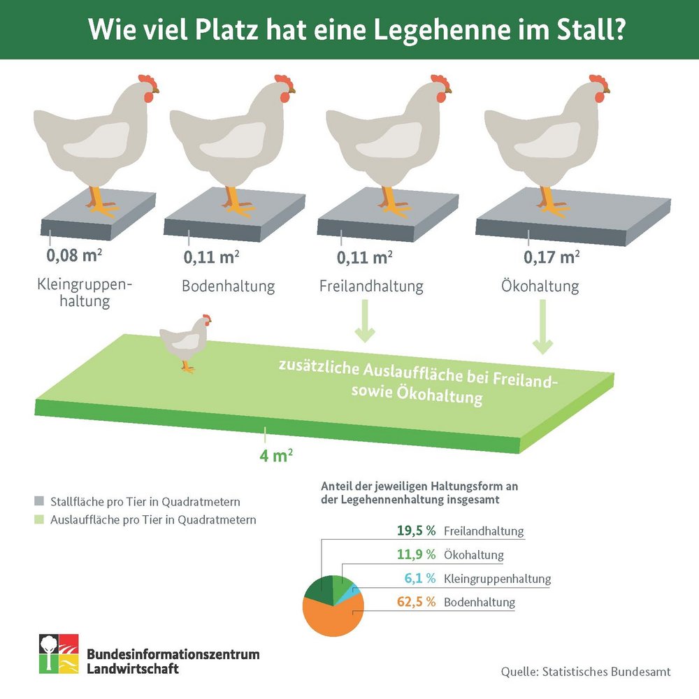 Eine Infografik zeigt die Größe der Stallfläche je nach Haltungsart.