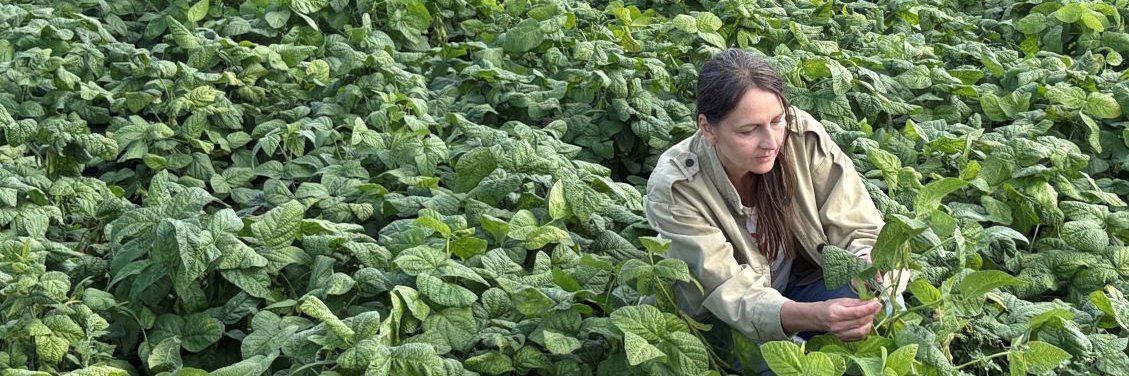 Cecilia Antoni prüft die Qualität von Bohnenschoten vor der Ernte.