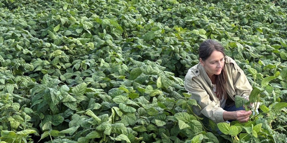 Cecilia Antoni prüft die Qualität von Bohnenschoten vor der Ernte.. Artikel "Eine Bühne für die Bohne" öffnen.