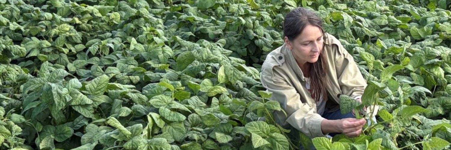 Cecilia Antoni kniet in einem Bohnenfeld und schaut sich die Pflanzen an. 