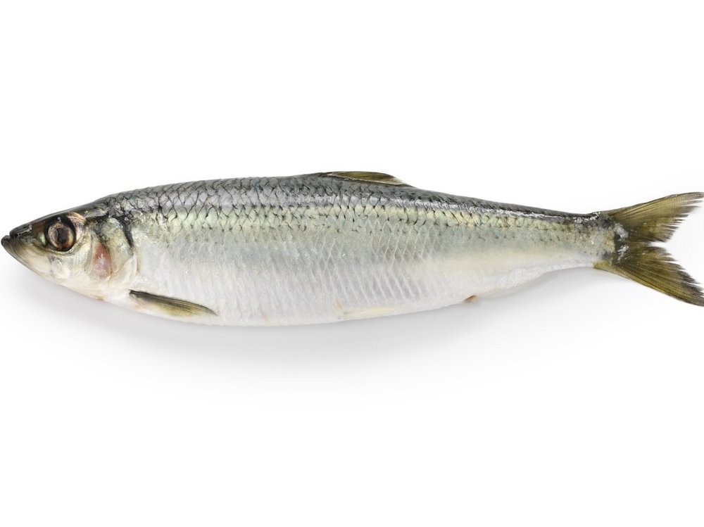 Ganzer Fisch: Hering.