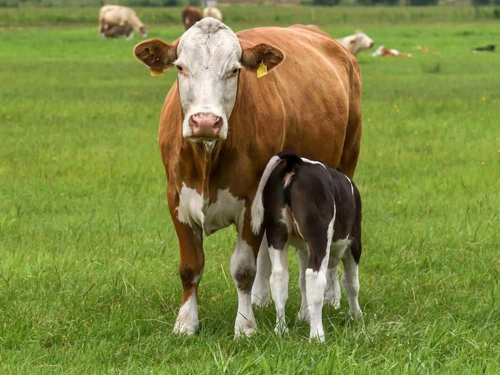Eine Mutterkuh steht mit einem trinken Kalb auf einer gruenen Weide.
