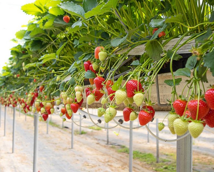 Erdbeeren wachsen hängend in einem Gewächshaus.