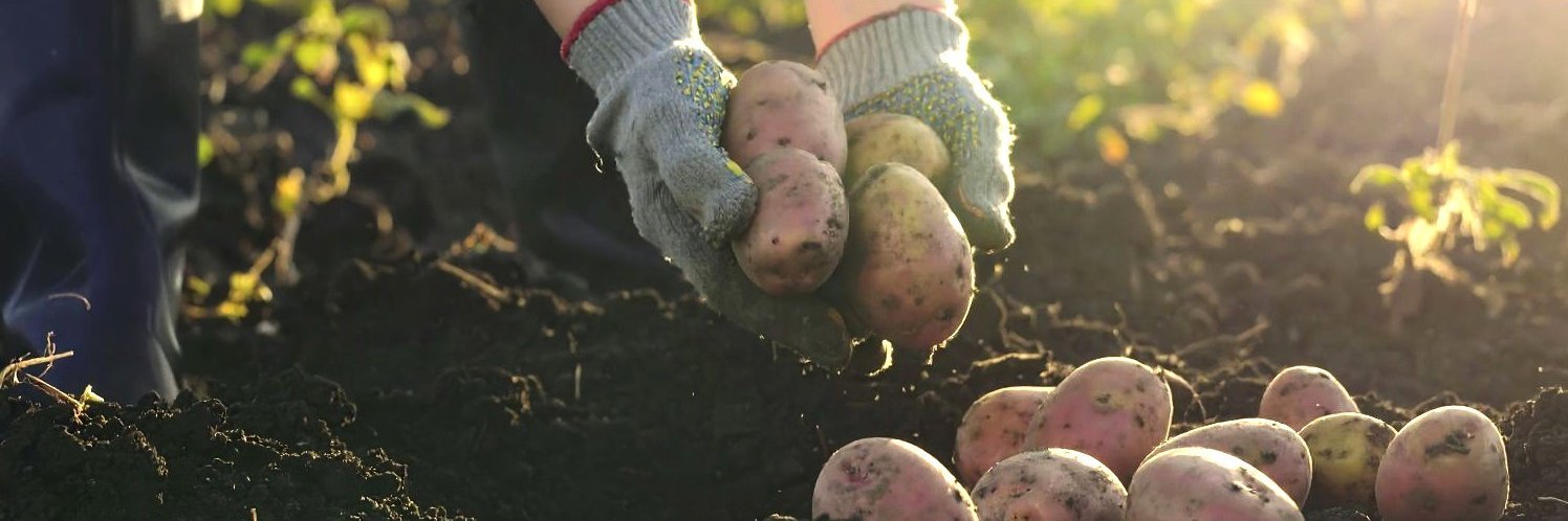 Mann erntet Kartoffeln.