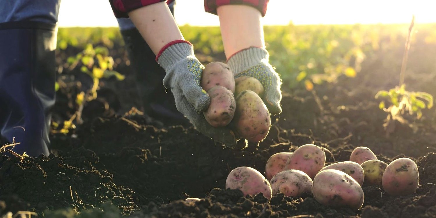 Mann erntet Kartoffeln.. Artikel "Agrar- und Ernährungsstrukturen fördern" öffnen.