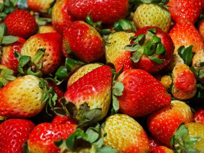 Unreife Erdbeeren