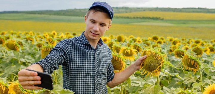 Ein junger Landwirt steht in einem Sonnenblumenfeld und macht ein Selfie mit seinem Handy von sich und einer Sonnenblumenblüte.