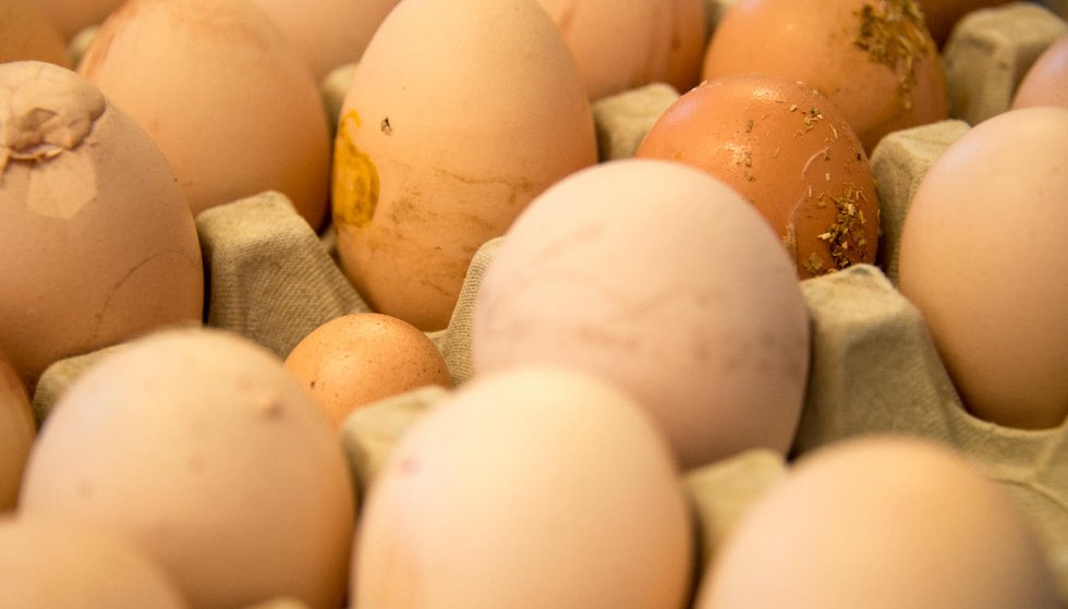Verschieden große und teils verschmutzte Eier auf Eierpappe