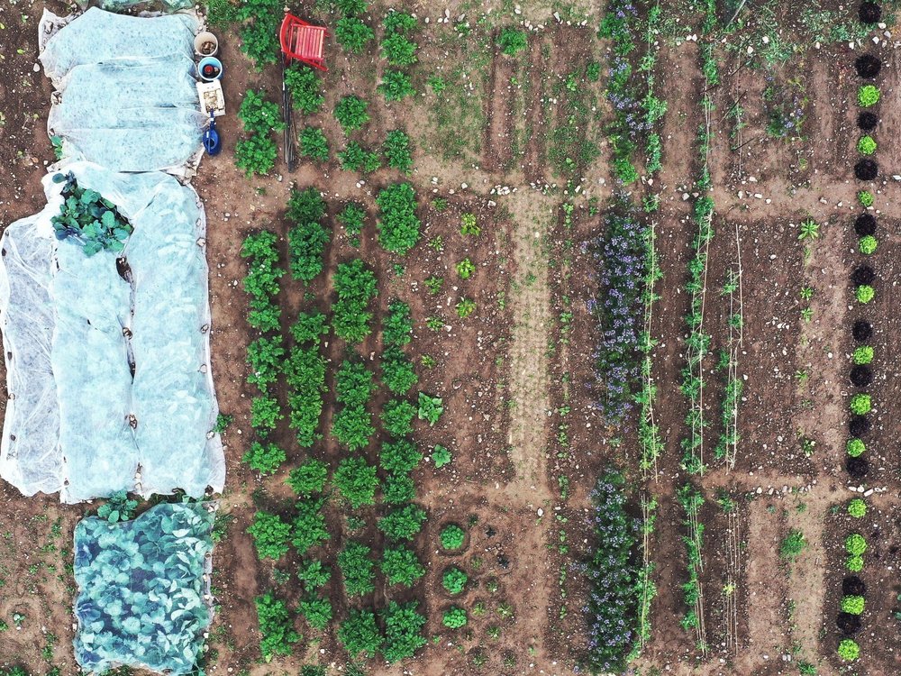 Die Drohnenaufnahme eines Selbsterntefeldes zeigt Längsreihen mit Kartoffeln unter Netzen, Gemüsen und Salaten, die quer durch Tramelpfade in Parzellen unterteilt sind. Oben links steht ein roter Gartenstuhl