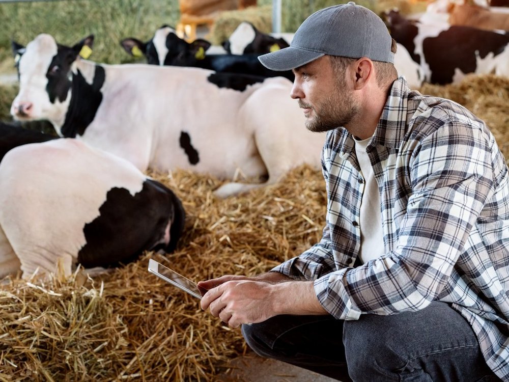 Ein Mann hockt mit einem Tablet in der Hand vor liegenden Kuehen.