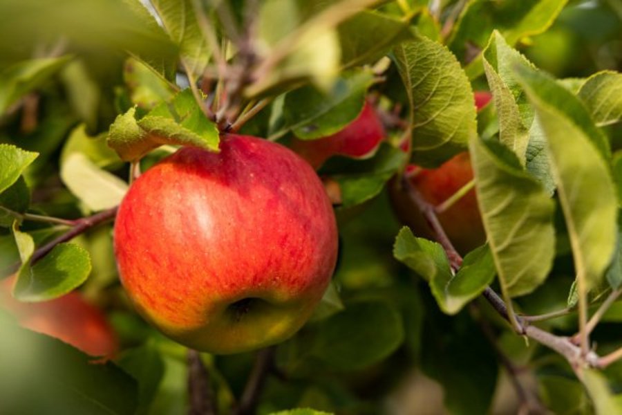Ein roter Apfel der Sorte Topaz hängt an einem Zweig.