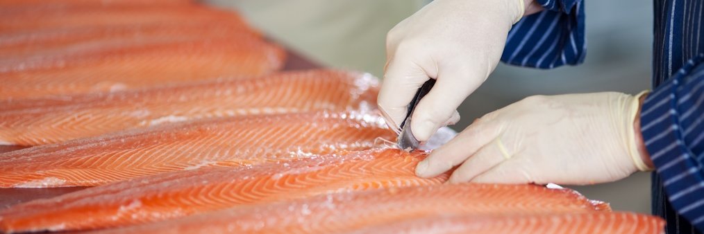 Zwei Hände in weißen Gummihandschuhen entfernen die Gräten aus einer Reihe von Lachsfilets.