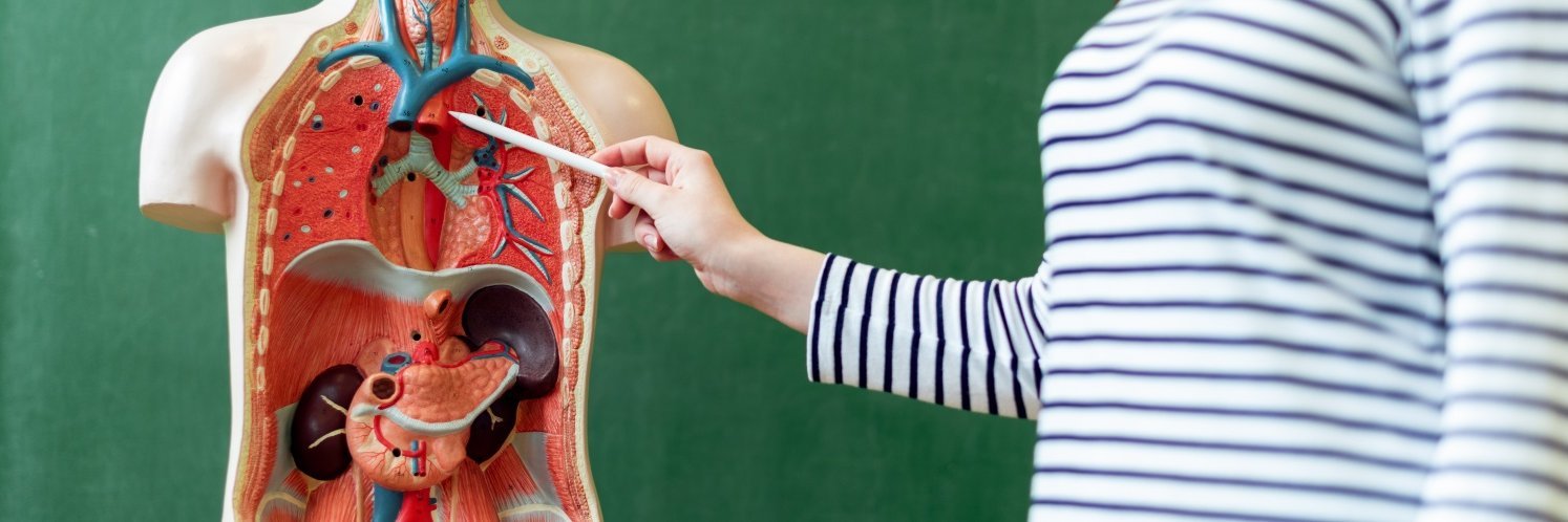Eine Jugendliche steht neben einem Modell des Menschen für den Biologie-Unterricht, bei dem die inneren Organe zu sehen sind und zeigt mit einem Bleistift auf Details. 