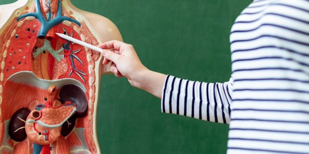 Eine Jugendliche steht neben einem Modell des Menschen für den Biologie-Unterricht, bei dem die inneren Organe zu sehen sind und zeigt mit einem Bleistift auf Details. . Artikel "Was passiert mit dem Essen im Körper?" öffnen.