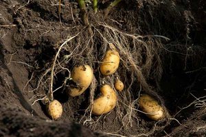 Karoffelknollen an der Pflanze im Boden