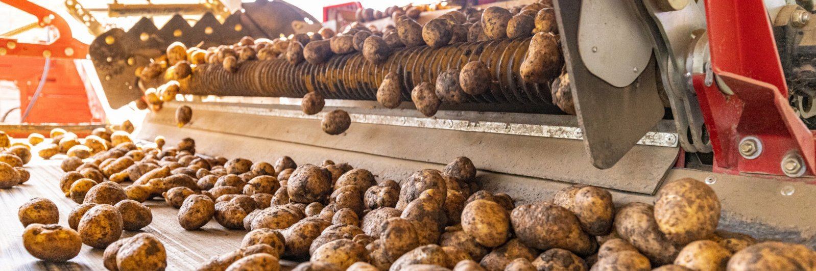 Kartoffeln werden auf dem Band einer Erntemaschine transportiert.