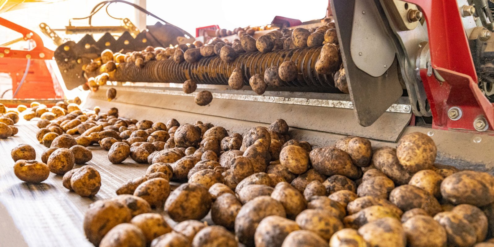Kartoffeln werden auf dem Band einer Erntemaschine transportiert.. Artikel "Kartoffeln: Von der Ernte in den Handel" öffnen.