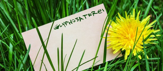 Zettel mit Schriftzug Glyphosatfrei liegt neben einer Löwenzahnblüte im Gras
