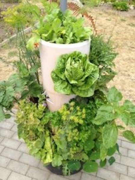 Salat und anderes Gemüse wächst aus einem Pflanzturm.