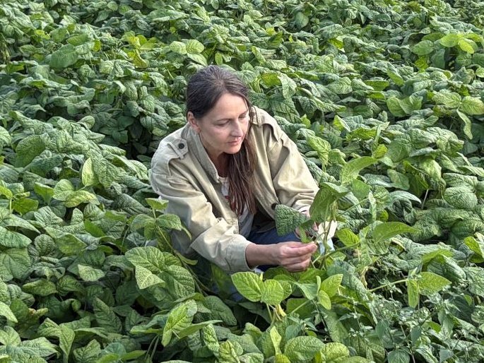 Cecilia Antoni prüft die Qualität von Bohnenschoten vor der Ernte.