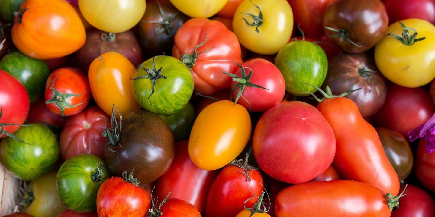 Tomatenvielfalt in verschiedenen bunten Farben und Formen.