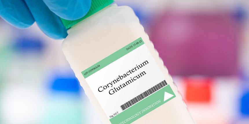 Eine Hand in blauem Handschuh hält ein Plastikfläschchen mit der Aufschrift Corynebacterium glutamicum.. Artikel "Mikrobe des Jahres produziert Geschmacksstoff" öffnen.