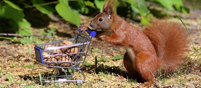 Ein Eichhörnchen schiebt einen kleinen Einkaufswager, der mit Walnüssen gefüllt ist