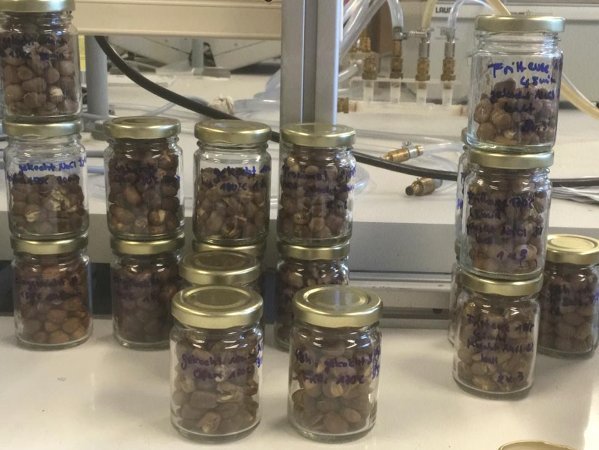 In einem Labor stehen mehrere Gläser mit Ackerbohnen.