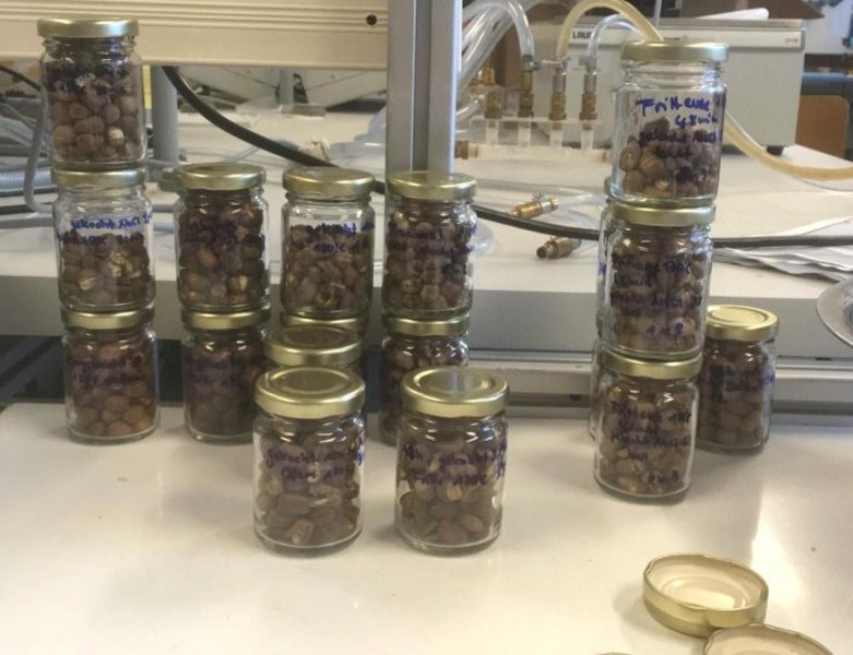 In einem Labor stehen mehrere Gläser mit Ackerbohnen.