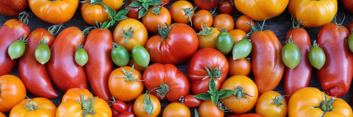 Das Bild ist ausgefüllt mit verschiedenen Tomatensorten in unterschiedlichen Farben, von Dunkelrot über Orange bis gelb.