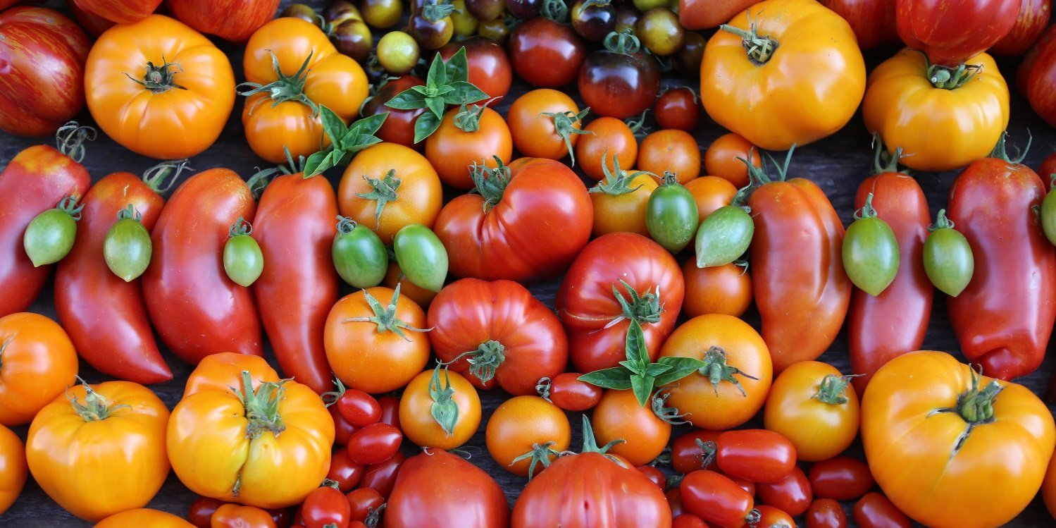 Das Bild ist ausgefüllt mit verschiedenen Tomatensorten in unterschiedlichen Farben, von Dunkelrot über Orange bis gelb.. Artikel "Rot, rund, regional" öffnen.