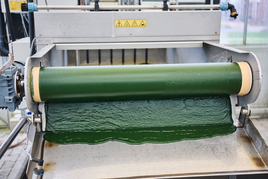 Flüssiger Algenbrei fließt über eine Walze auf ein Fließband.