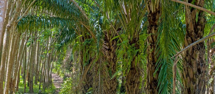 Ölpalmen und Bäume in einer Palmölplantage
