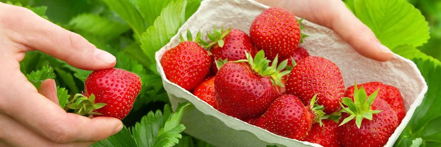 Auf einem Erdbeerfeld werden Erdbeeren in eine Schale aus Pappe gepflückt. 