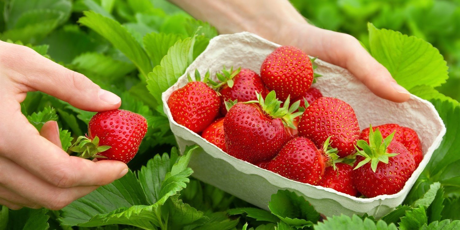 Auf einem Erdbeerfeld werden Erdbeeren in eine Schale aus Pappe gepflückt. . Artikel "Endlich Erdbeerzeit" öffnen.