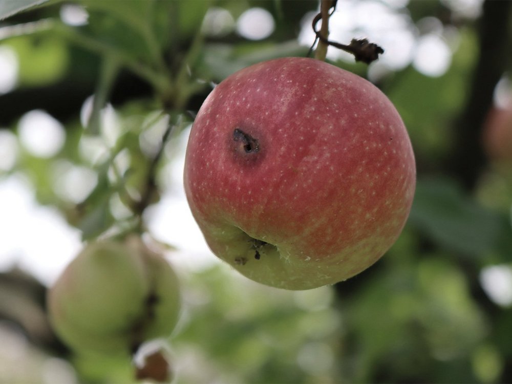 Symbolbild für einen faulen Apfel