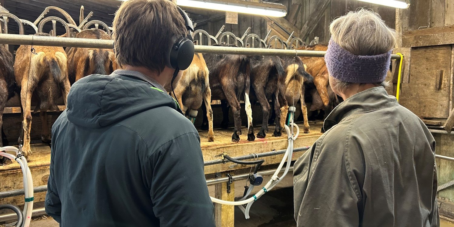 Ein Mann und eine Frau betrachten Ziegen in einem Melkstand.. Artikel "Ein Leben für Ziegen und guten Käse aus der Region" öffnen.