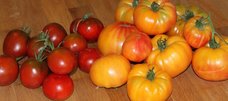 Tomaten der Sorte 'German Gold' und eine rot-grüne unbekannte Sorte