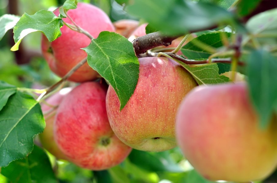 Mehrere rote Äpfel hängen an einem Ast.