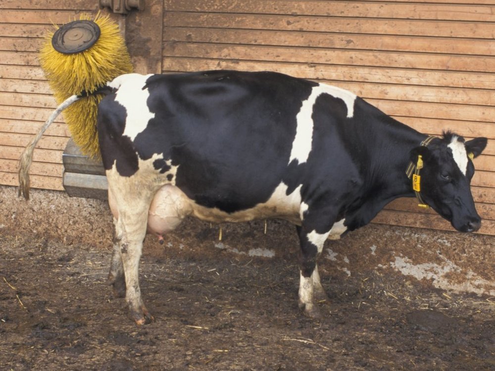 Eine schwarz-bunte Kuh lässt sich ihr Hinterteil von einer Bürste massieren.