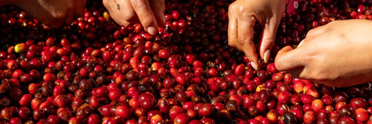 Auf einer großen Fläche liegen rötliche Kaffeekirschen, die von mehreren Personen sortiert werden.