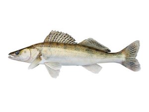 Ein ganzer Fisch: Zander.