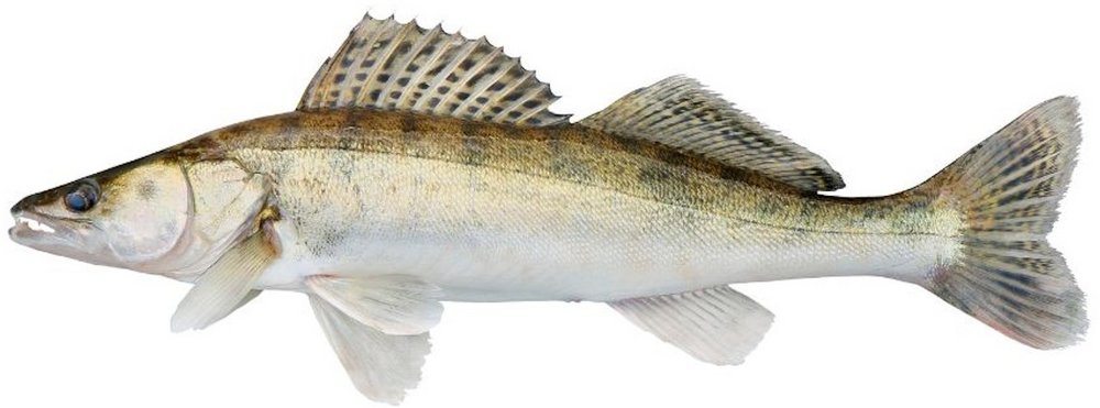 Ein ganzer Fisch: Zander.