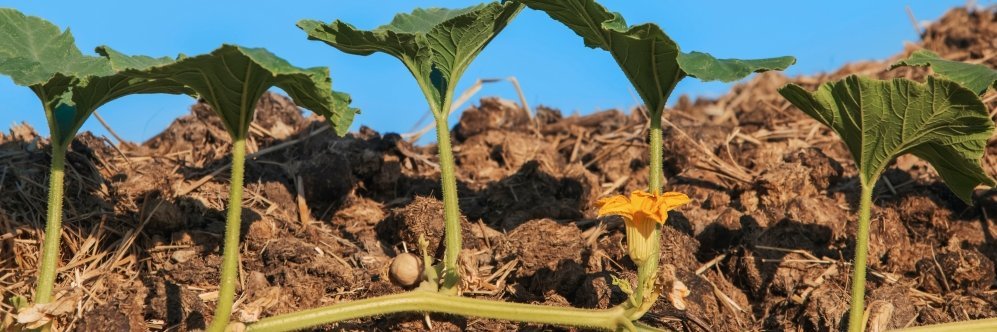 Die Ranke einer Kürbispflanze reicht quer über einen Misthaufen, man sieht eine gelbe Blüte