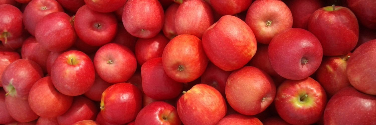 Äpfel der Sorte Cripps Pink Lady in Kisten geerntet.