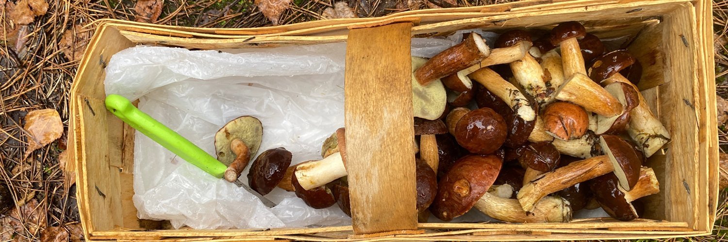 Pilze im Körbchen