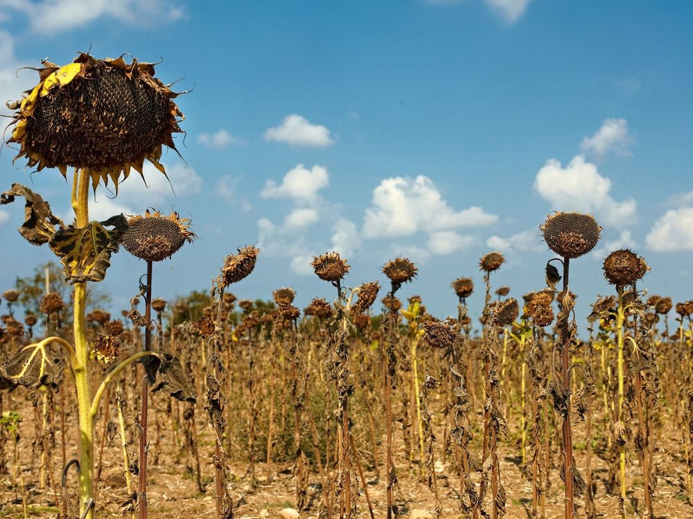 Verdorrte Sonnenblumen auf einem Feld.