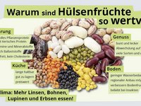 Die Infografik zeigt eine kleine Auswahl verschiedener Hülsenfrüchte mit Text zu den Vorteilen von Hülsenfrüchten. 