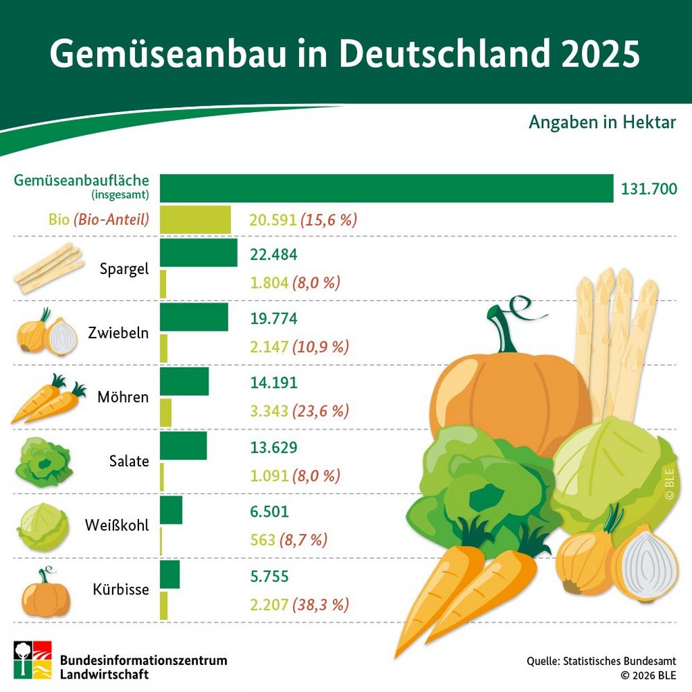 Die Grafik zeigt in einem Balkendiagramm die Anbauflächen der sechs wichtigsten Gemüsearten in Deutschland sowie den jeweiligen Bioanteil: Spargel, Zwiebeln, Möhren, Salate, Weißkohl und Kürbisse.