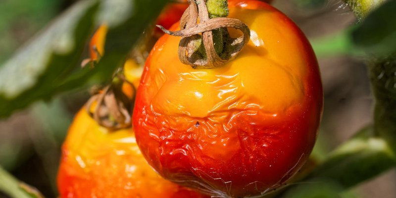 Ausgereifte Tomaten hängen mit Braunfäule am Strauch.